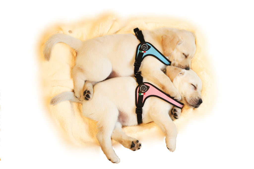 Easy Fit Silver Pink Harness with Adjustable Girth