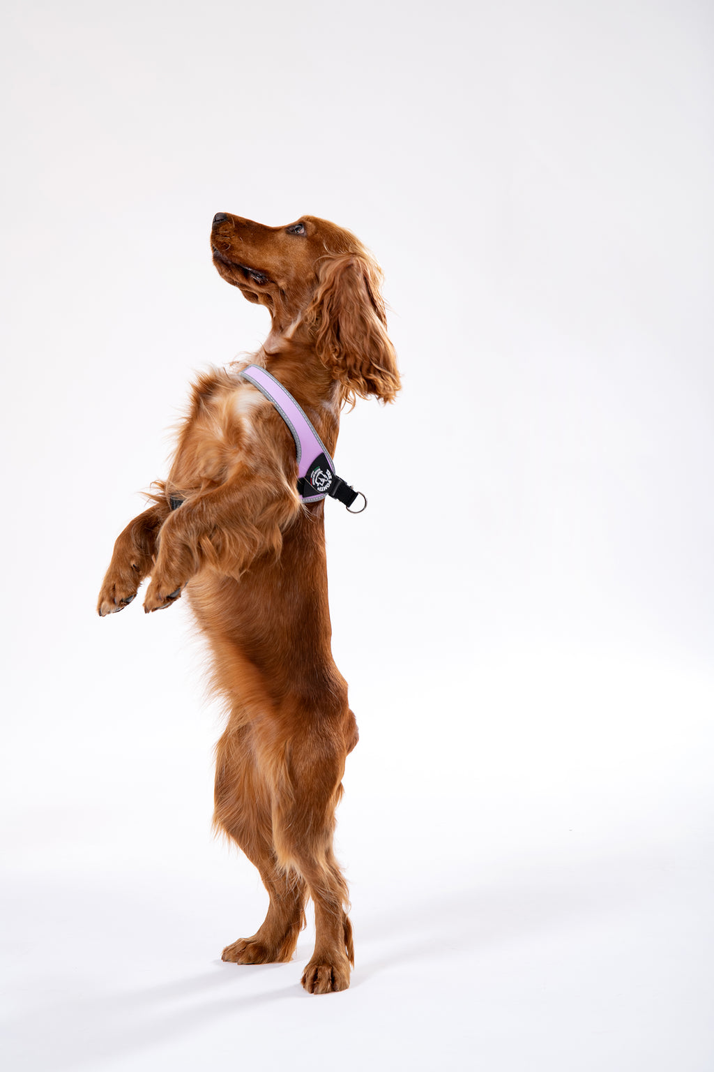 Easy Fit Silver - Lilac Harness with Adjustable Girth