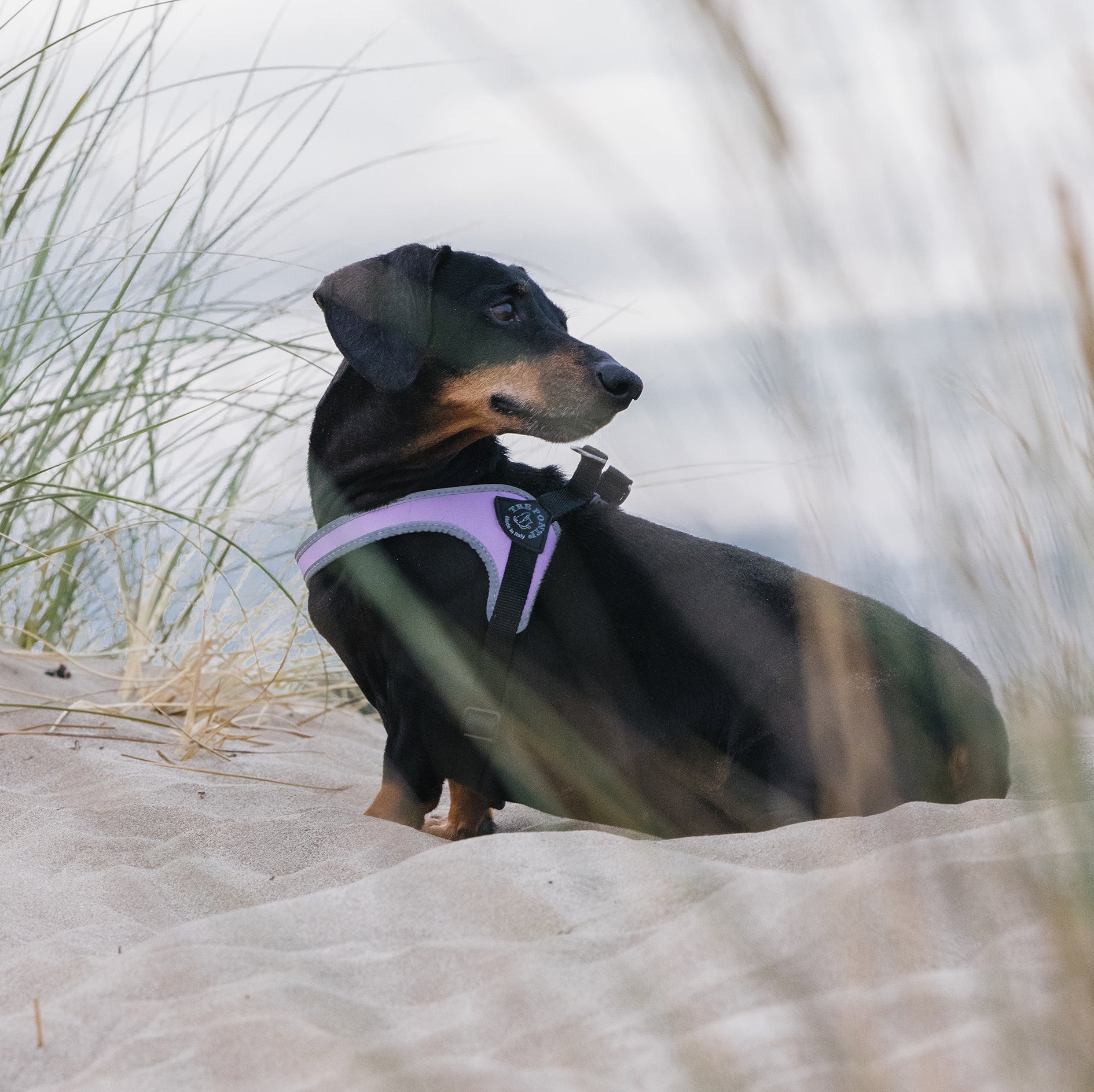 Easy Fit Silver - Lilac Harness with Adjustable Girth