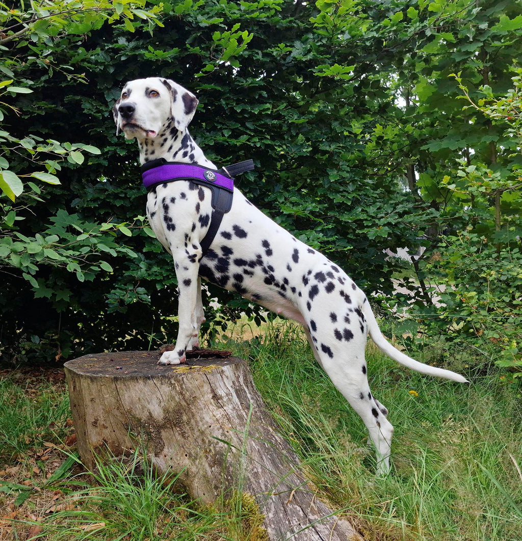 Primo Plus Onyx Violet Harness with Handle