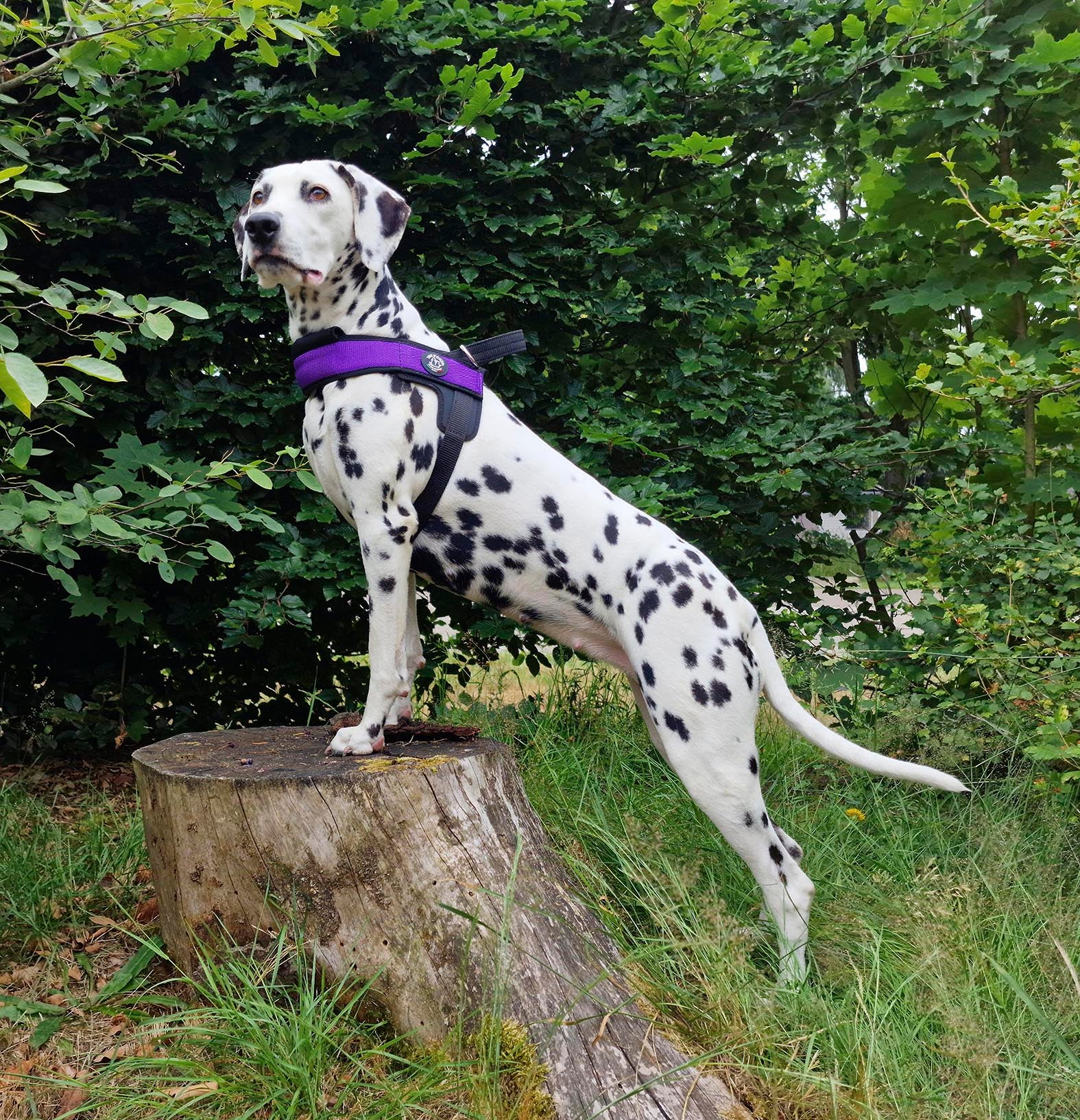 Primo Plus Onyx Violet Harness with Handle