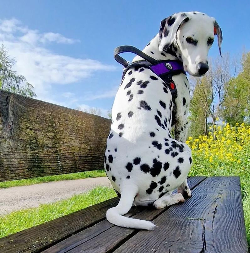 Primo Plus Onyx Violet Harness with Handle