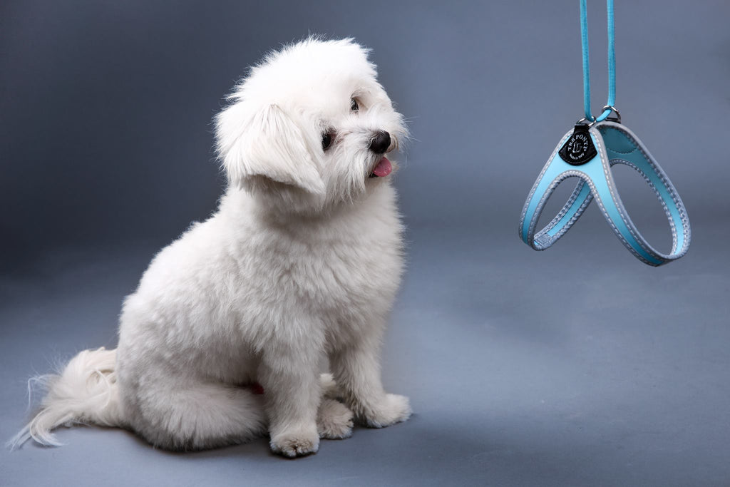 Easy Fit Liberta Light Blue Harness with No Escape Adjustable Closure