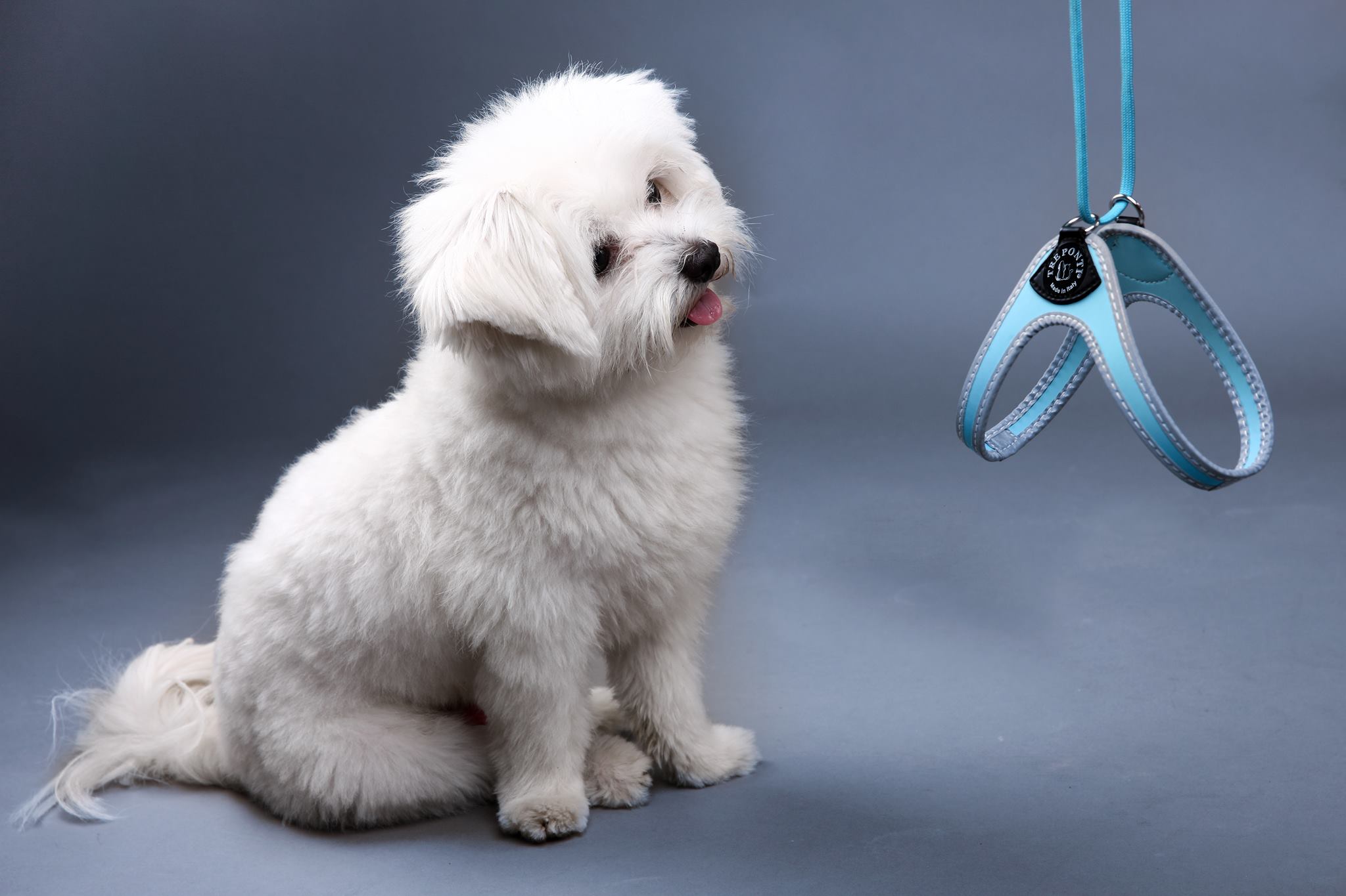 Easy Fit Liberta Light Blue Harness with No Escape Adjustable Closure