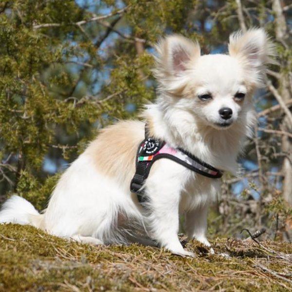 Easy Fit Pink Camouflage Harness with Adjustable Girth