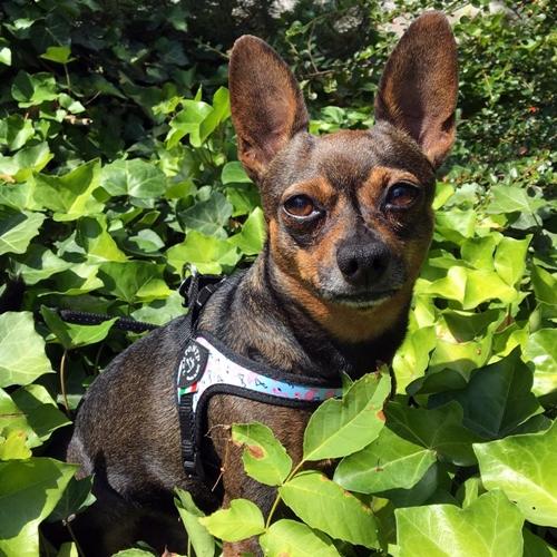 Easy Fit Flamingo Harness with Adjustable Girth