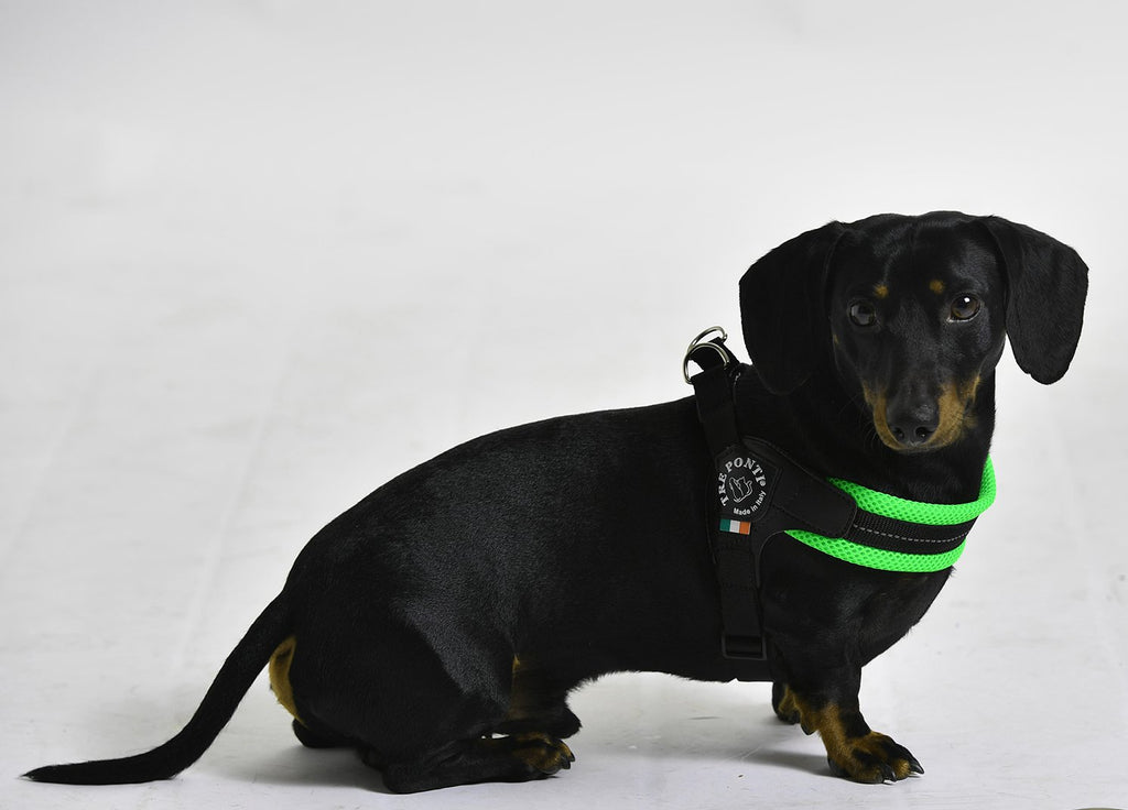 Easy Fit Fluo Green Mesh Harness with Adjustable Girth