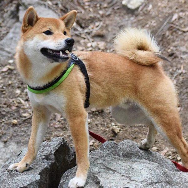 Easy Fit Fluo Green Mesh Harness with Adjustable Girth