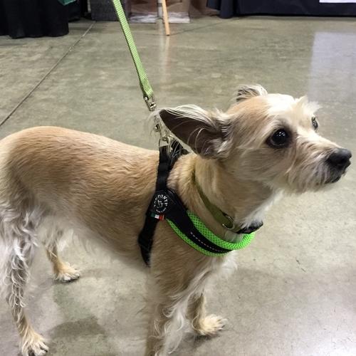 Easy Fit Fluo Green Mesh Harness with Adjustable Girth