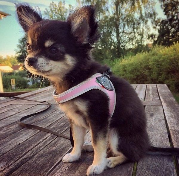 Easy Fit Liberta Light Blue Harness with No Escape Adjustable Closure