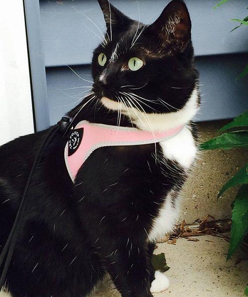 Easy Fit Liberta Light Blue Harness with No Escape Adjustable Closure