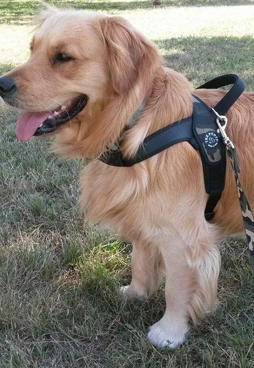 Primo Camouflage Harness with Handle