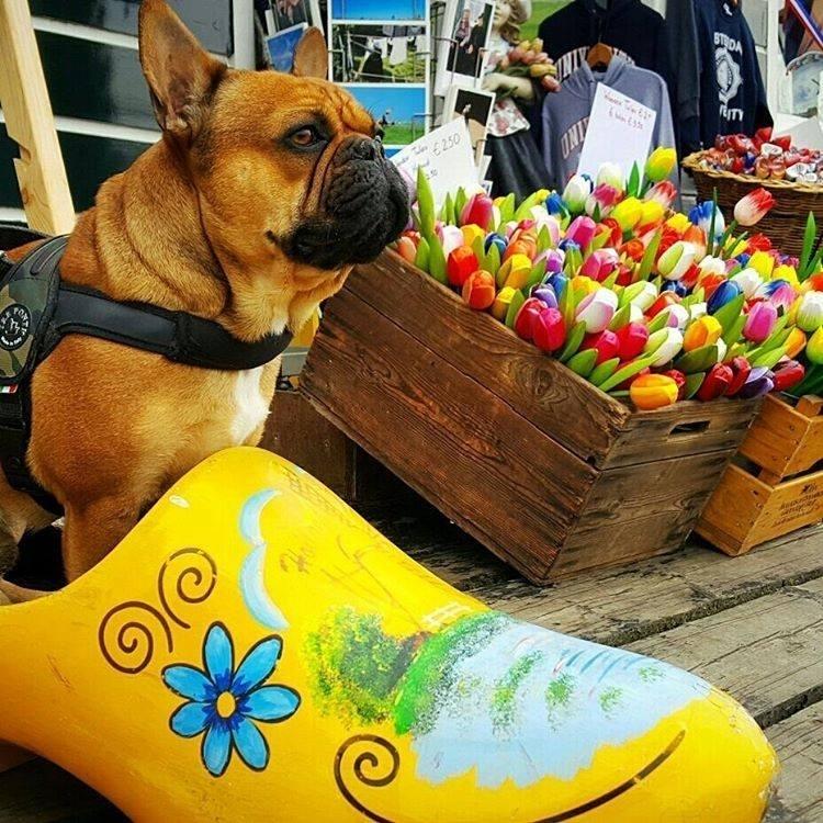 Primo Camouflage Harness with Handle