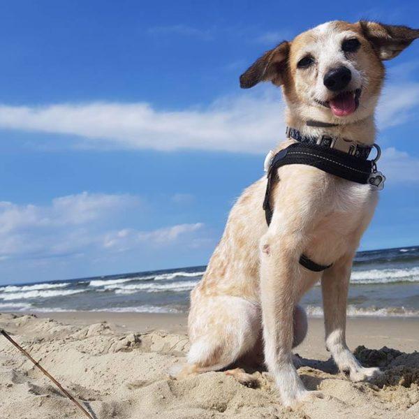 Easy Fit Black Mesh Harness with Adjustable Girth