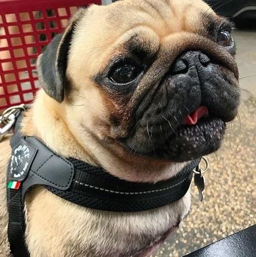 Easy Fit Black Mesh Harness with Adjustable Girth