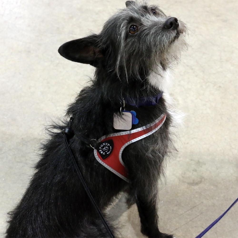 Easy Fit Liberta Red Harness with No Escape Adjustable Closure