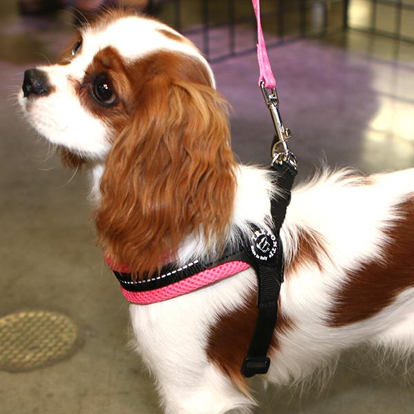 Easy Fit Liberta Black Mesh Harness with No Escape Adjustable Closure