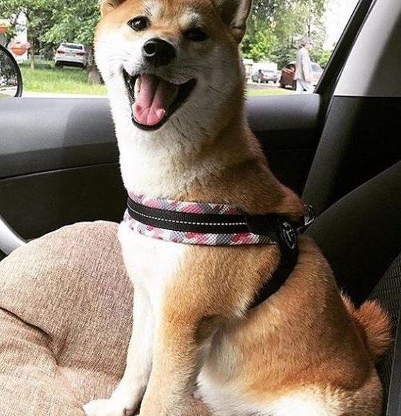 Easy Fit Pink Camo Mesh Harness with Adjustable Girth