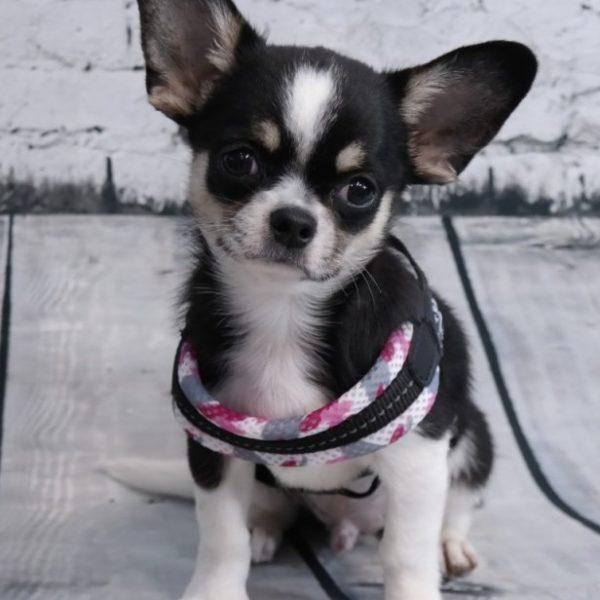 Easy Fit Pink Camo Mesh Harness with Adjustable Girth