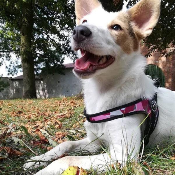 Easy Fit Pink Camouflage Harness with Adjustable Girth